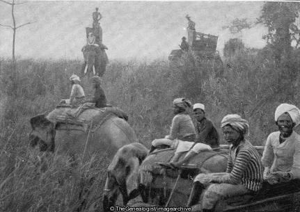 Tiger Hunting on Elephant Back (Elephant, India, Tiger Hunting)