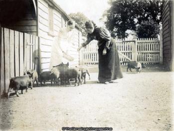 Two Ladies feeding Pigs (Farm, Pig)