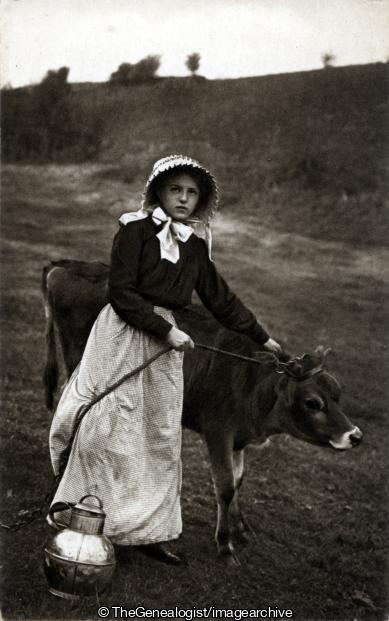 Typical Jersey C1910 (Dairy Farmer, Jersey, Jersey Cows)