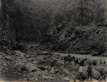 Watering Mules on the March Near Kaghan July 1905 (1905, C1900, India, Kaghan, Mule, North West Frontier Province, Pakistan, River)