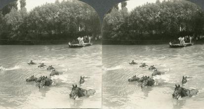 WWI - French Cavalry Horses Swiming River in Northern France (3d, Cavalry, Ferry, France, French, Horse, Raft, River, Swimming, WW1)