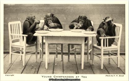 Young chimps at tea London Zoo C1940 (C1940, Chimpanzee, Tea Party, Zoo)